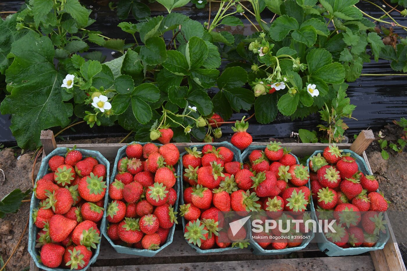 Picking up strawberries and raspberries in Tatarstan