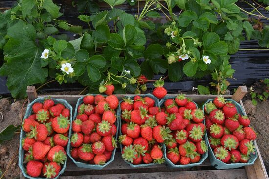 Picking up strawberries and raspberries in Tatarstan