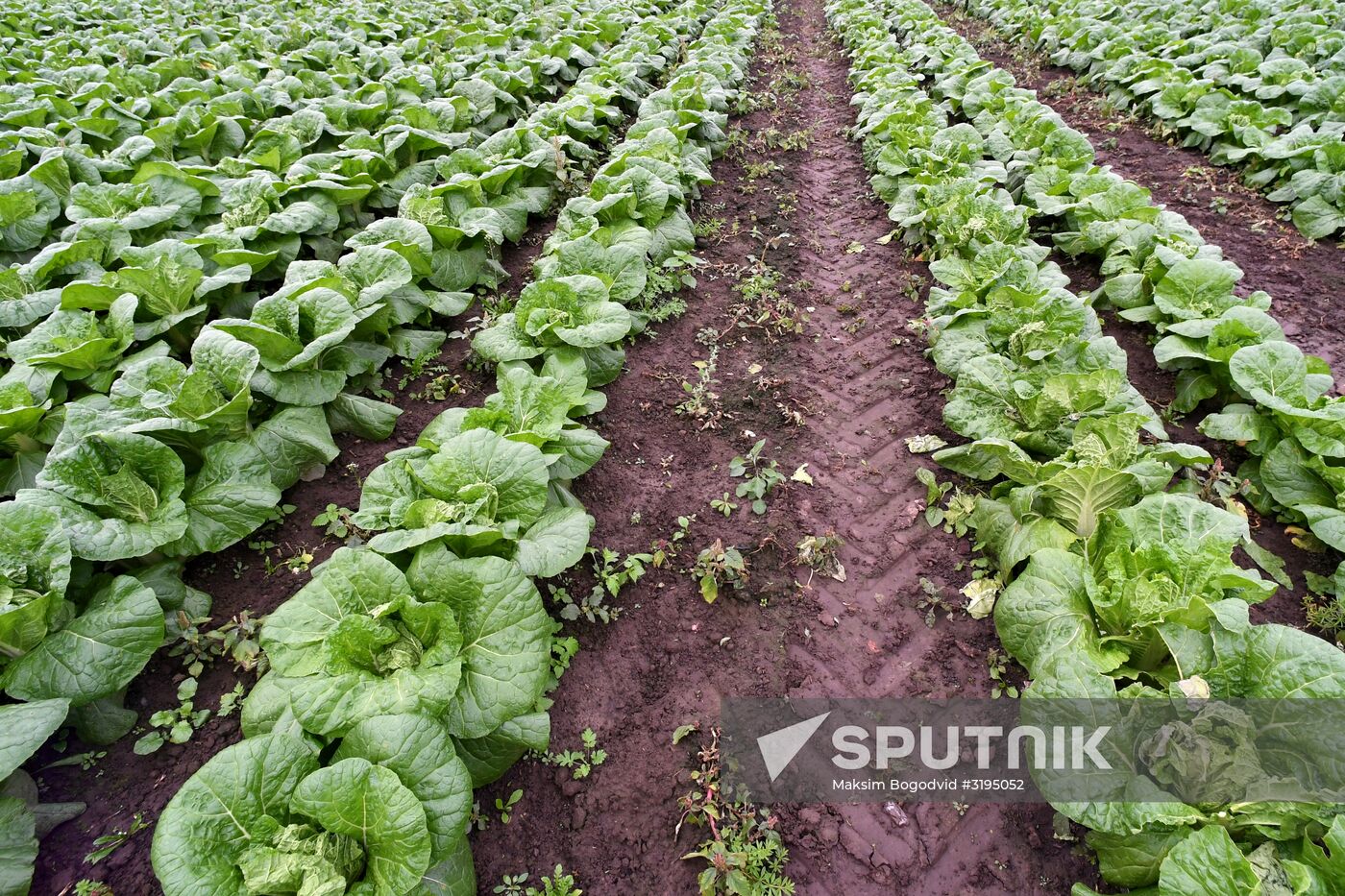 Picking up strawberries and raspberries in Tatarstan