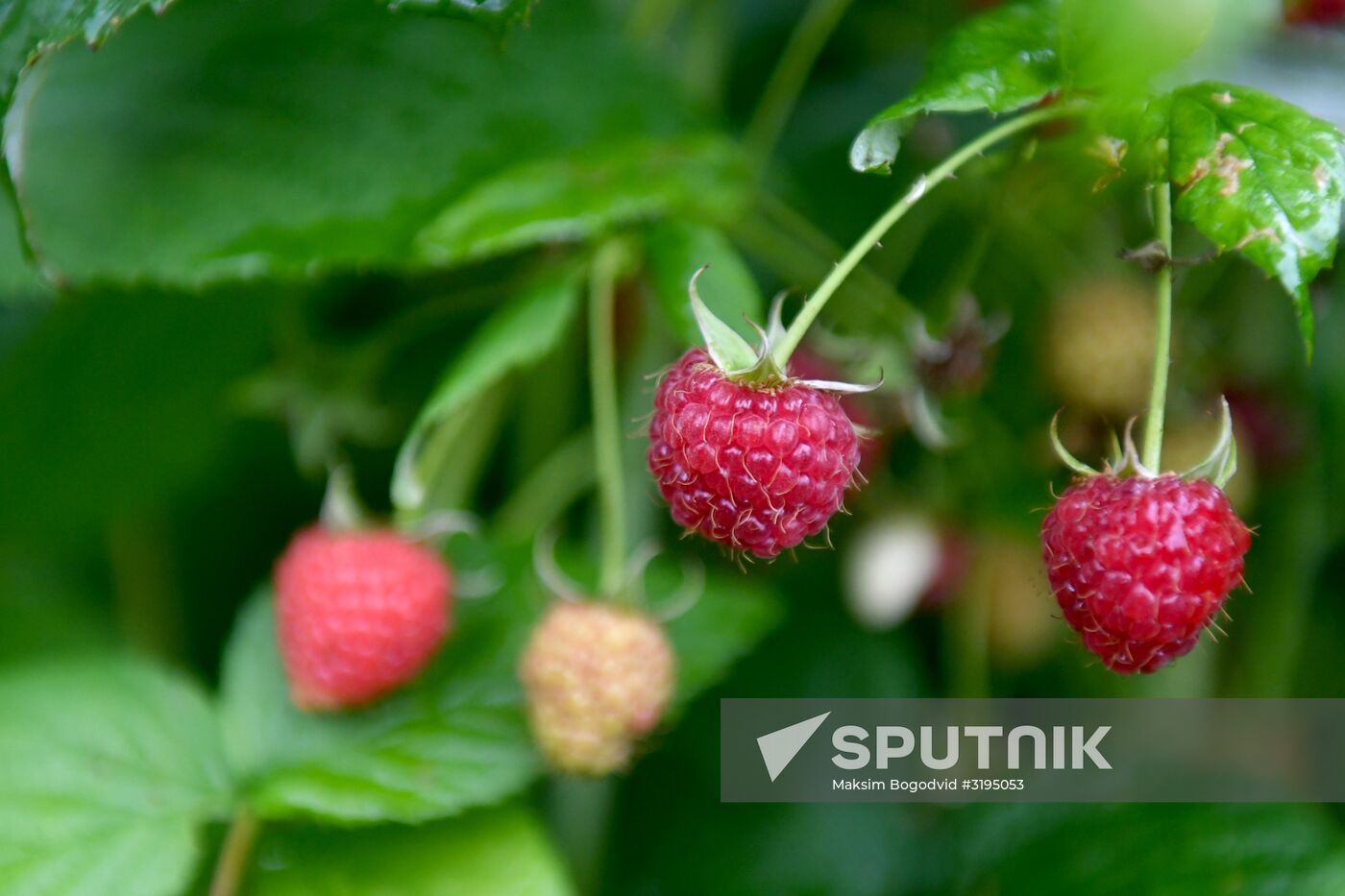 Picking up strawberries and raspberries in Tatarstan