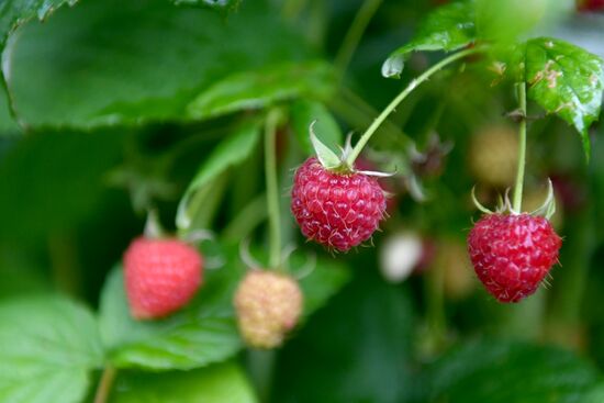 Picking up strawberries and raspberries in Tatarstan