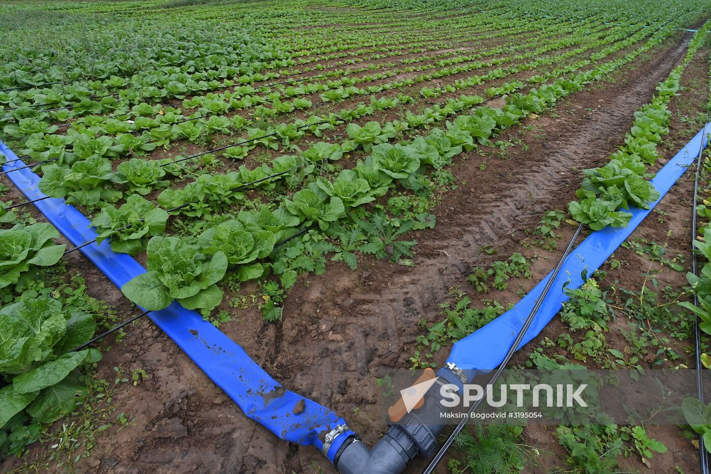 Picking up strawberries and raspberries in Tatarstan