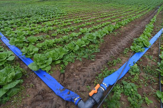 Picking up strawberries and raspberries in Tatarstan