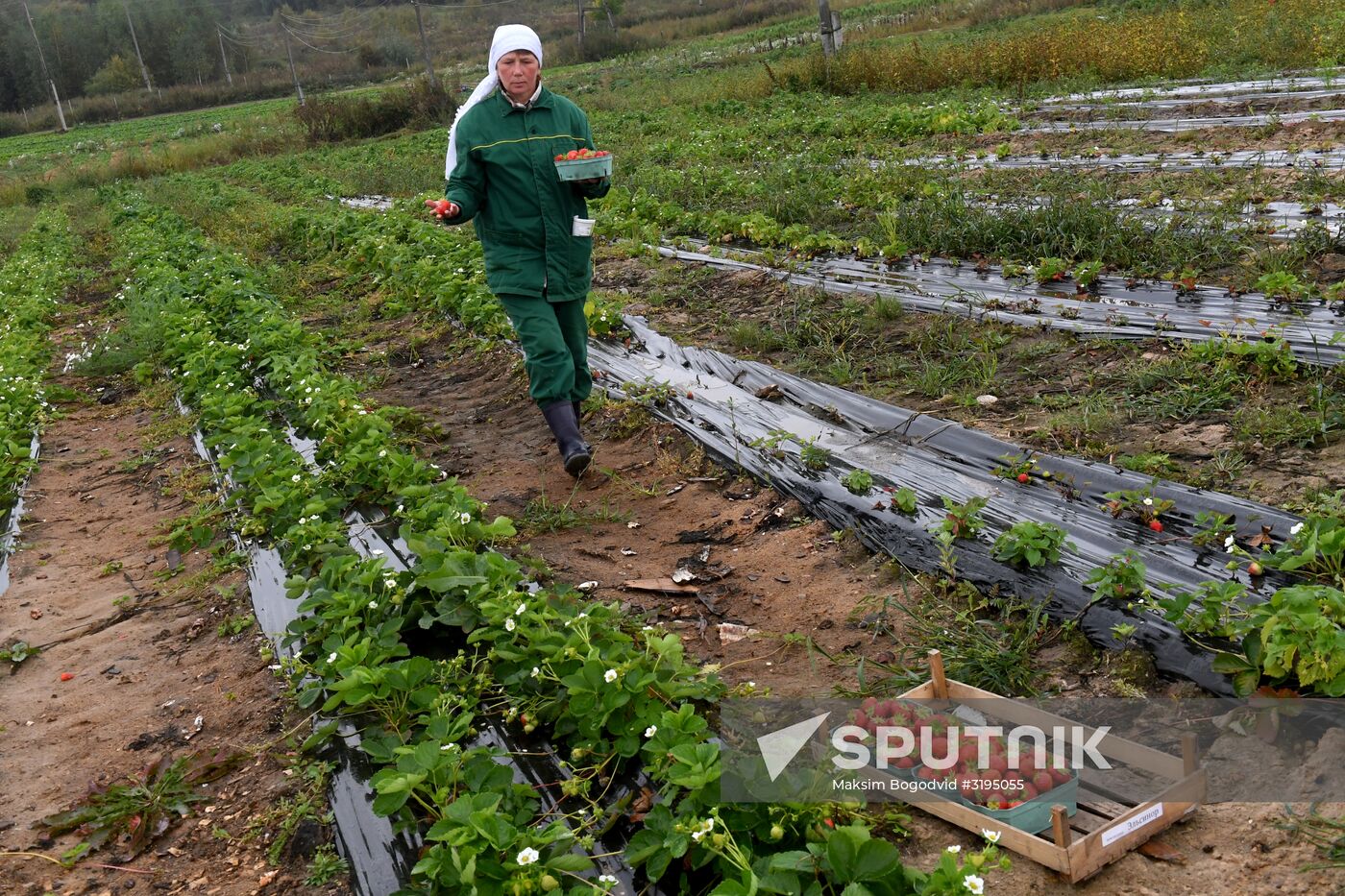 Picking up strawberries and raspberries in Tatarstan