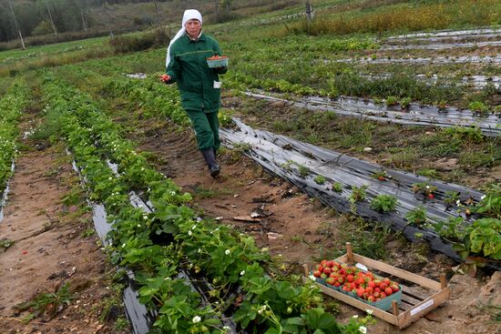 Picking up strawberries and raspberries in Tatarstan