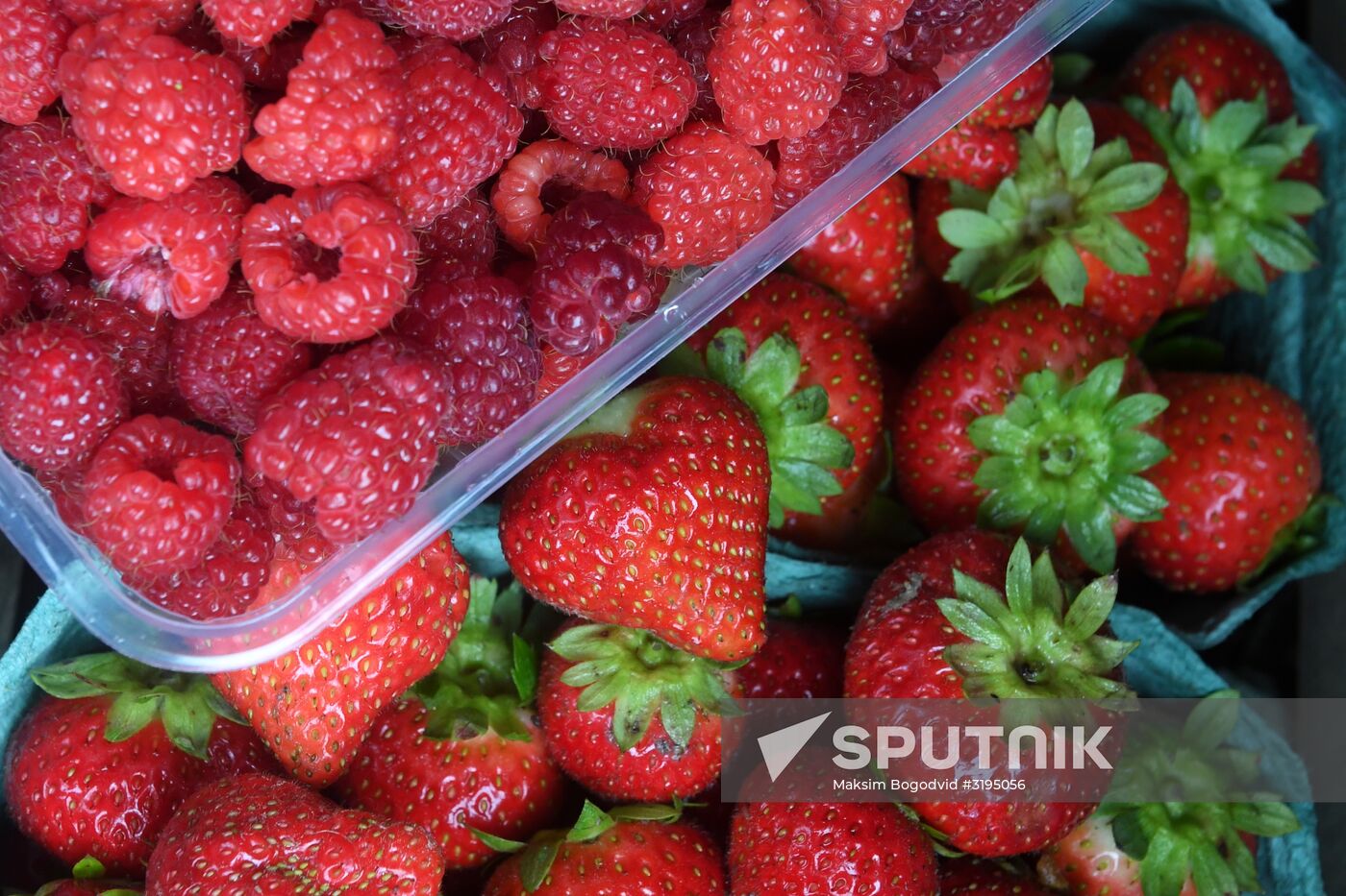 Picking up strawberries and raspberries in Tatarstan