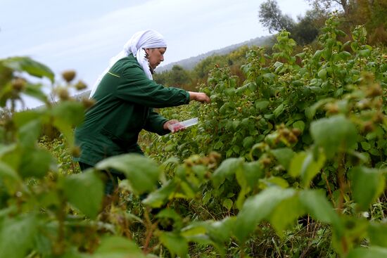 Picking up strawberries and raspberries in Tatarstan