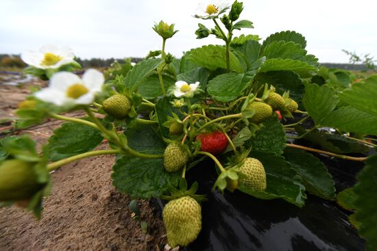 Picking up strawberries and raspberries in Tatarstan