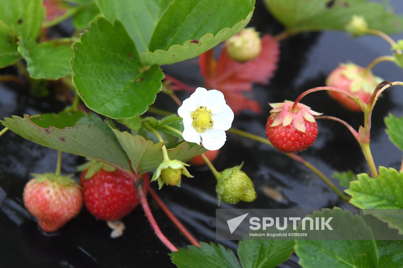 Picking up strawberries and raspberries in Tatarstan