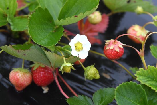 Picking up strawberries and raspberries in Tatarstan