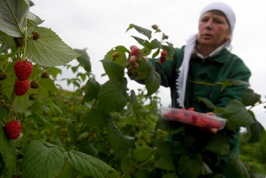 Picking up strawberries and raspberries in Tatarstan