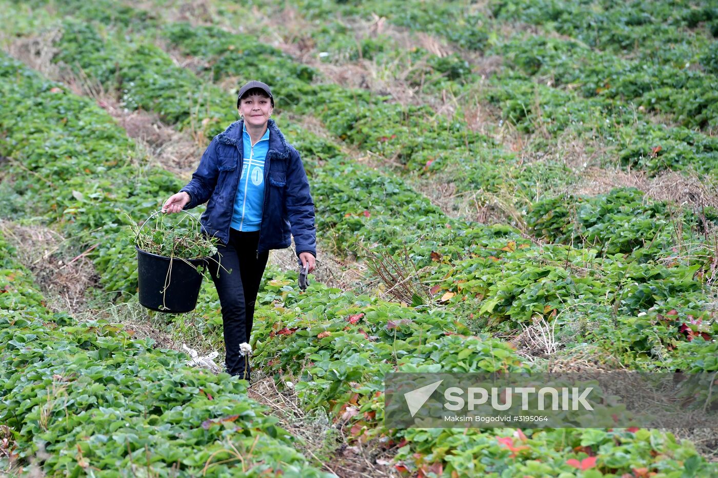 Picking up strawberries and raspberries in Tatarstan