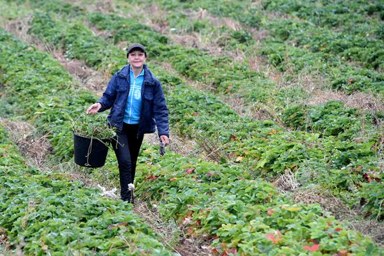 Picking up strawberries and raspberries in Tatarstan