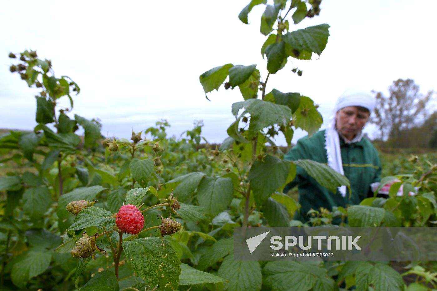 Picking up strawberries and raspberries in Tatarstan