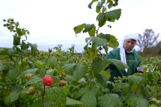 Picking up strawberries and raspberries in Tatarstan