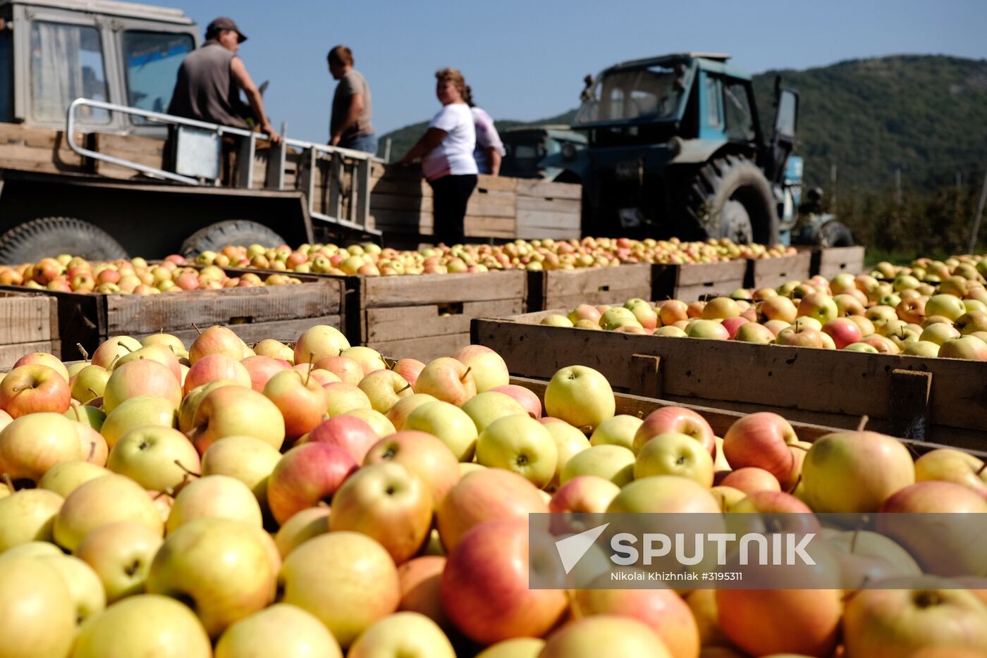 Apple harvest in Krasnodar Region