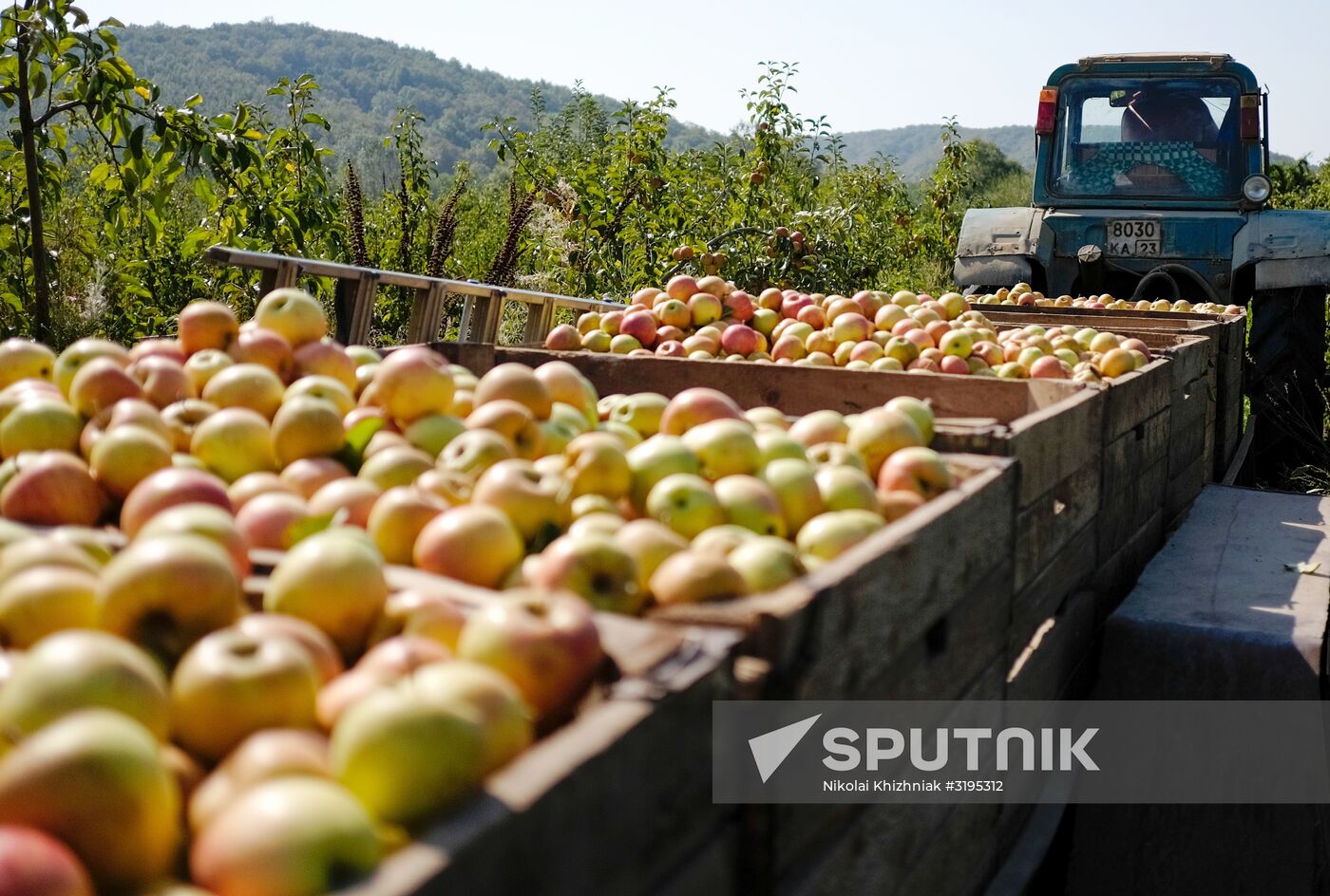 Apple harvest in Krasnodar Region