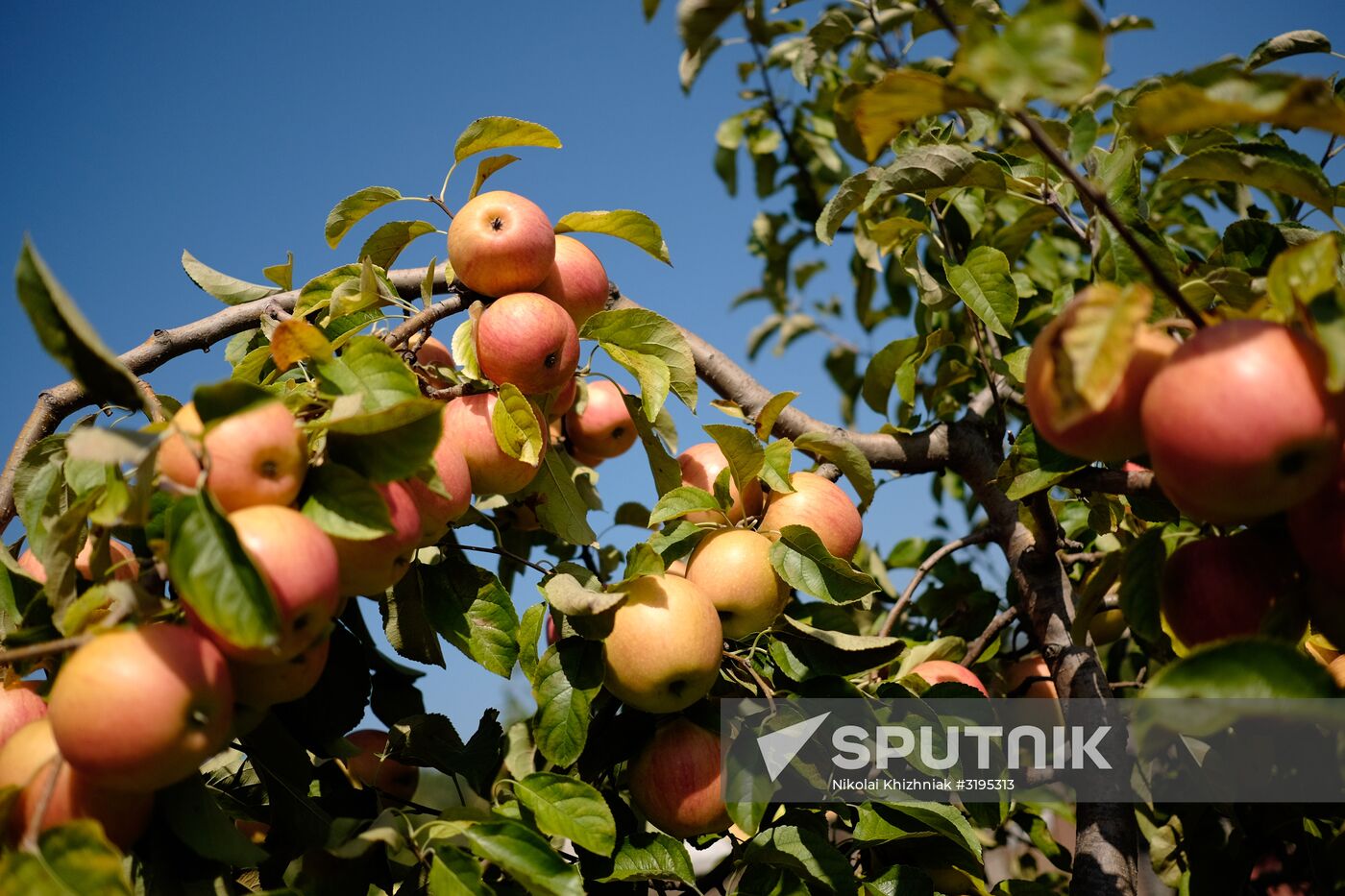 Apple harvest in Krasnodar Region