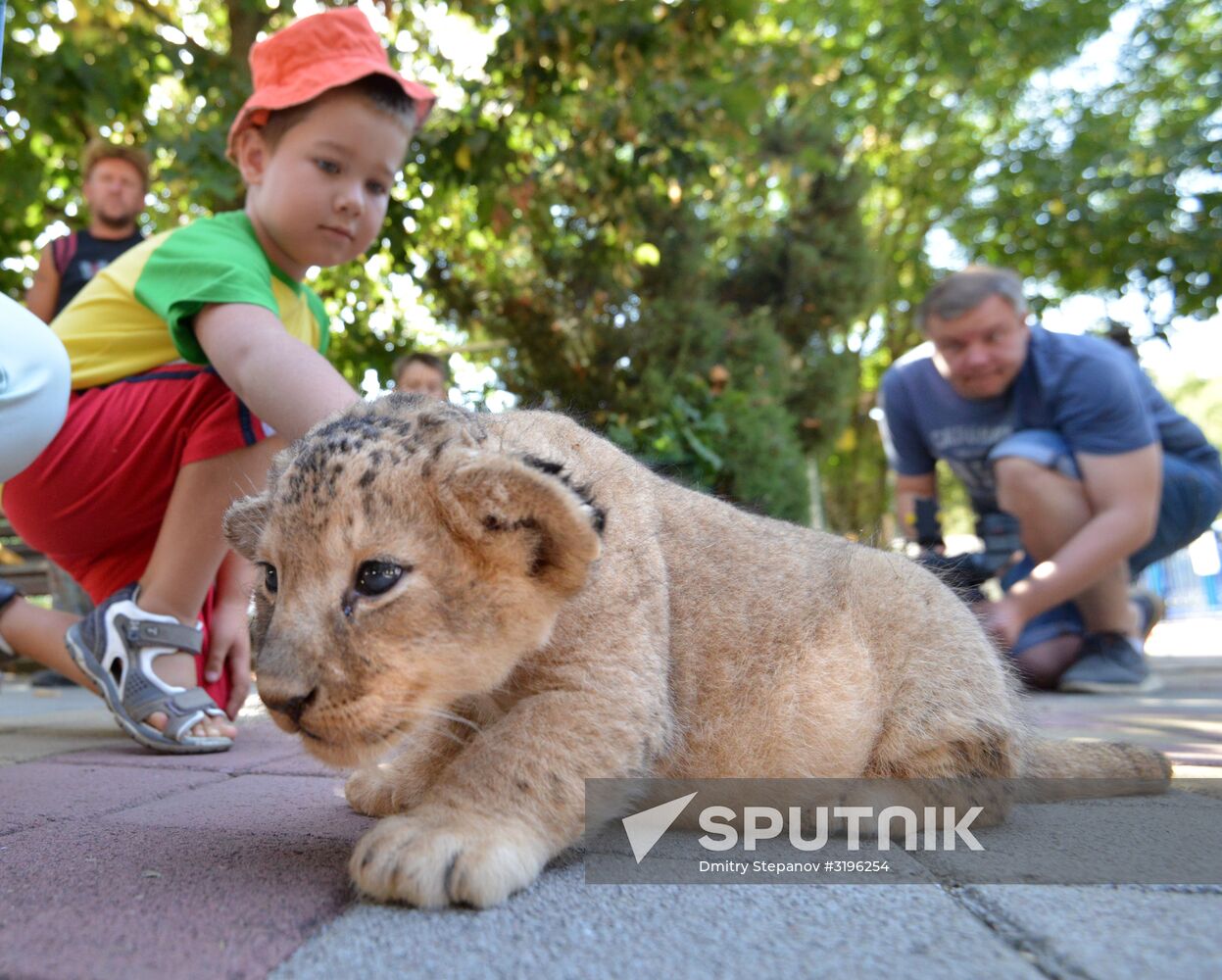 One of two newborn lion cubs shown at Stavropol Zoo