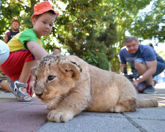 One of two newborn lion cubs shown at Stavropol Zoo