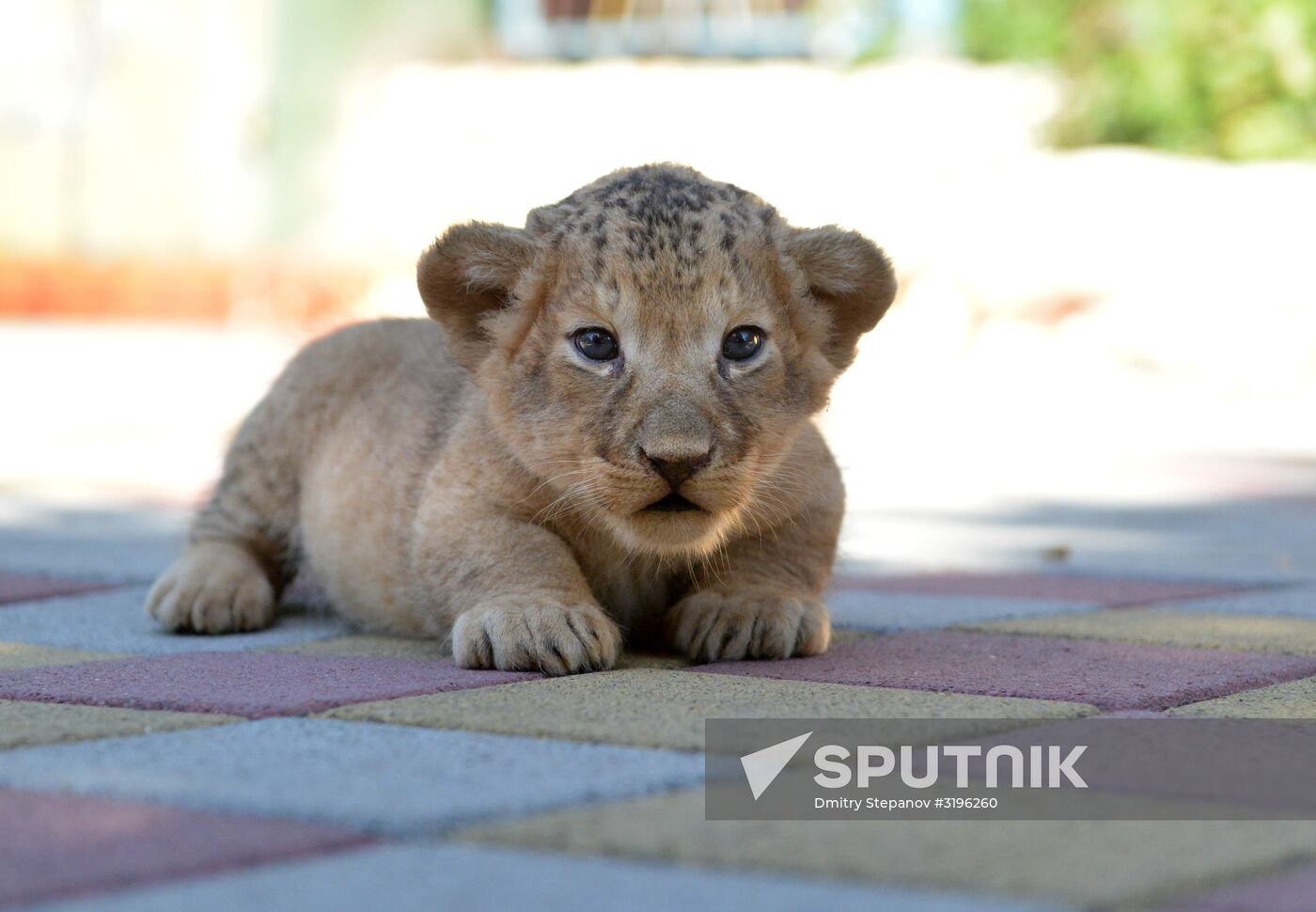 One of two newborn lion cubs shown at Stavropol Zoo