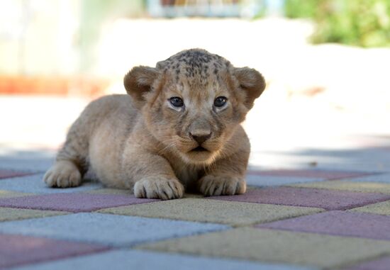 One of two newborn lion cubs shown at Stavropol Zoo