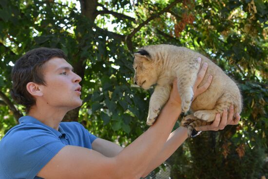 One of two newborn lion cubs shown at Stavropol Zoo