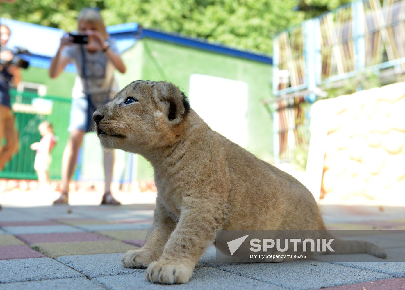 One of two newborn lion cubs shown at Stavropol Zoo