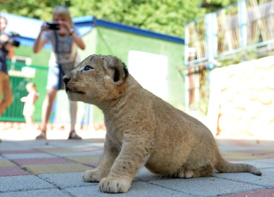One of two newborn lion cubs shown at Stavropol Zoo