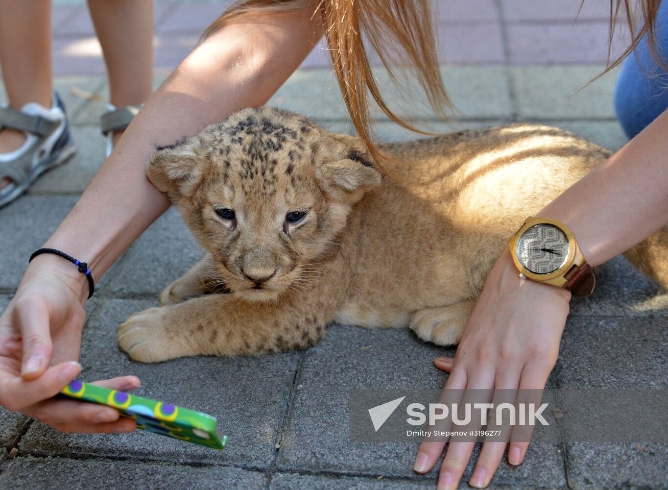 One of two newborn lion cubs shown at Stavropol Zoo