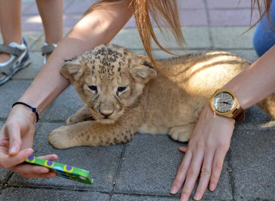 One of two newborn lion cubs shown at Stavropol Zoo