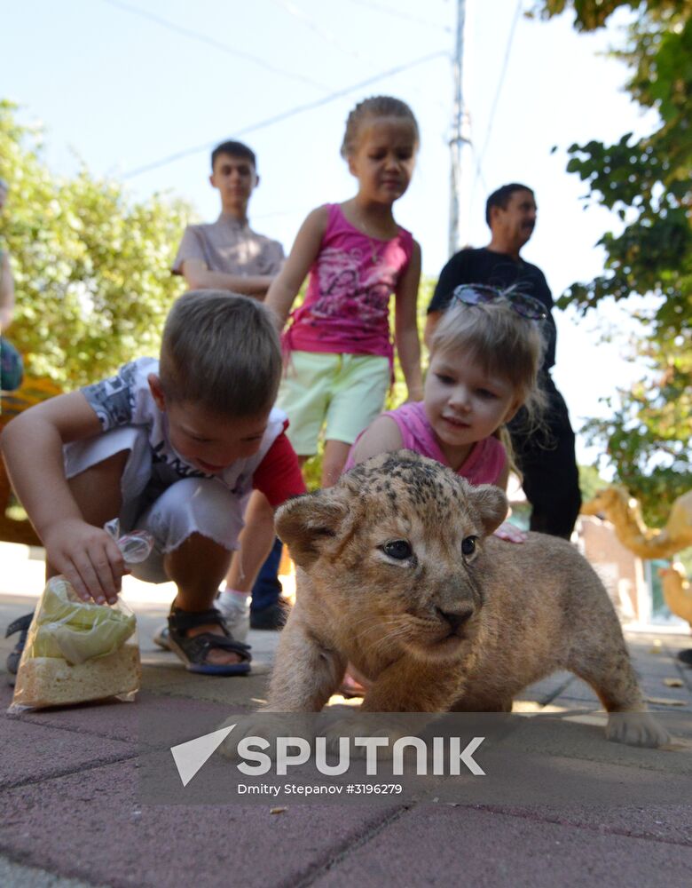 One of two newborn lion cubs shown at Stavropol Zoo