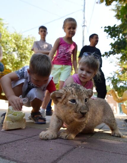 One of two newborn lion cubs shown at Stavropol Zoo