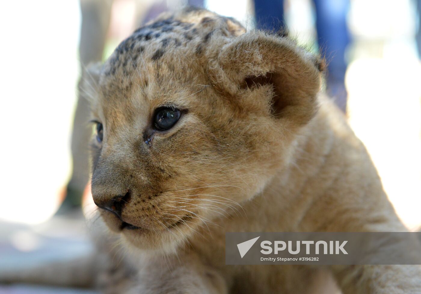 One of two newborn lion cubs shown at Stavropol Zoo