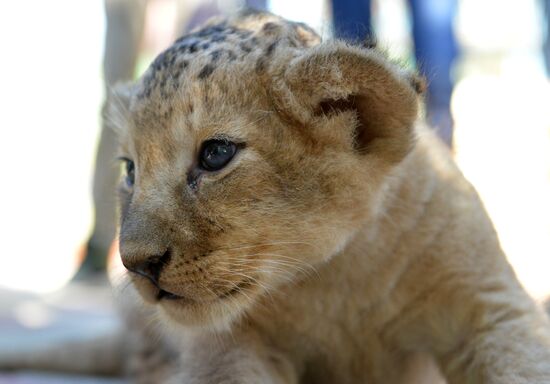 One of two newborn lion cubs shown at Stavropol Zoo