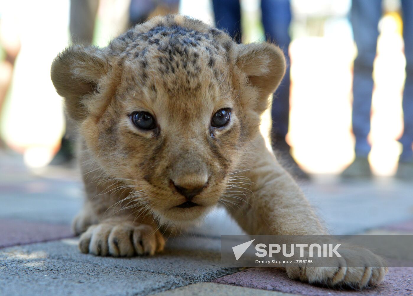 One of two newborn lion cubs shown at Stavropol Zoo