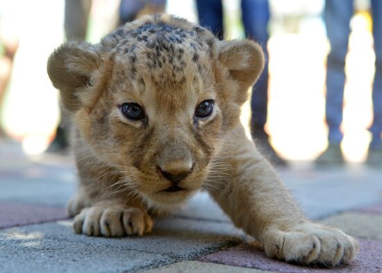 One of two newborn lion cubs shown at Stavropol Zoo