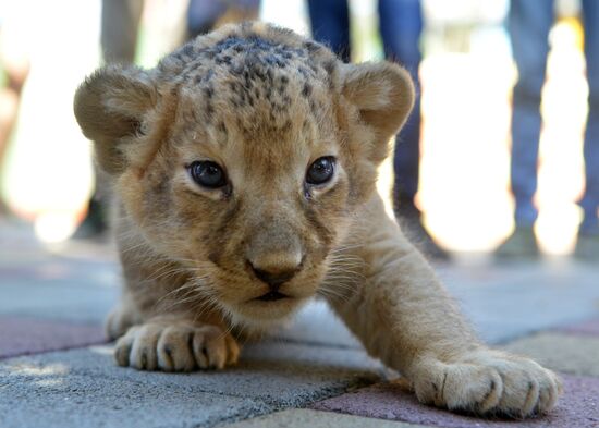 One of two newborn lion cubs shown at Stavropol Zoo