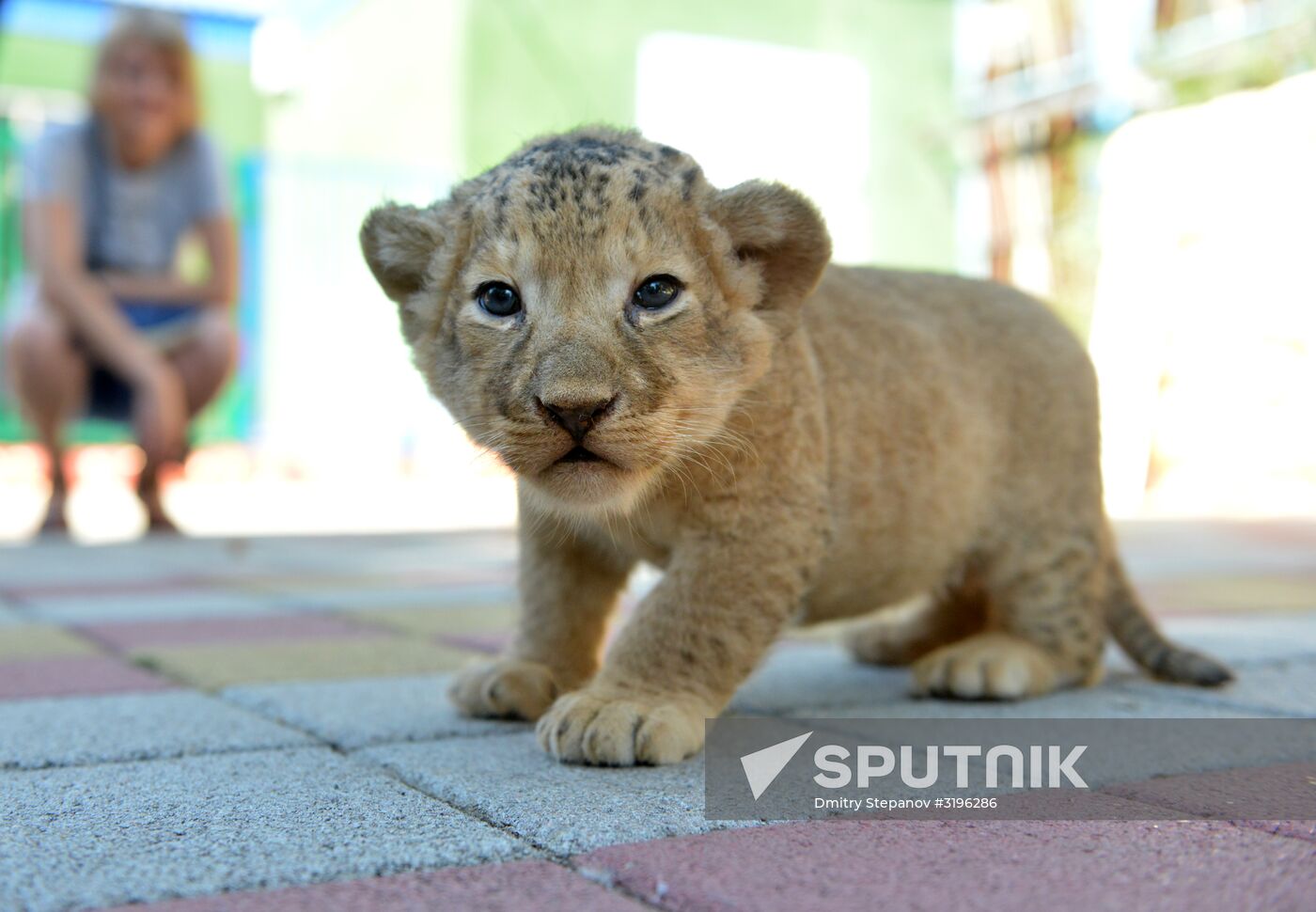 One of two newborn lion cubs shown at Stavropol Zoo