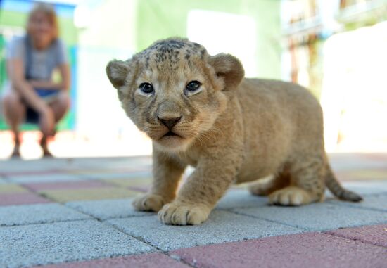 One of two newborn lion cubs shown at Stavropol Zoo