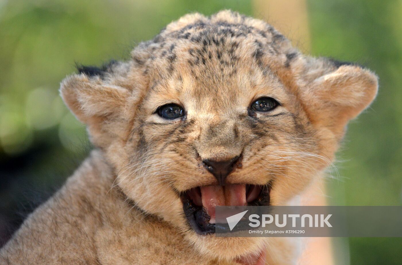 One of two newborn lion cubs shown at Stavropol Zoo