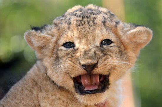 One of two newborn lion cubs shown at Stavropol Zoo