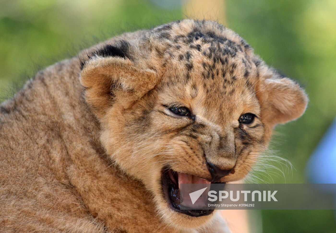 One of two newborn lion cubs shown at Stavropol Zoo