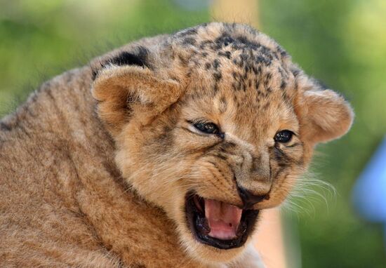 One of two newborn lion cubs shown at Stavropol Zoo