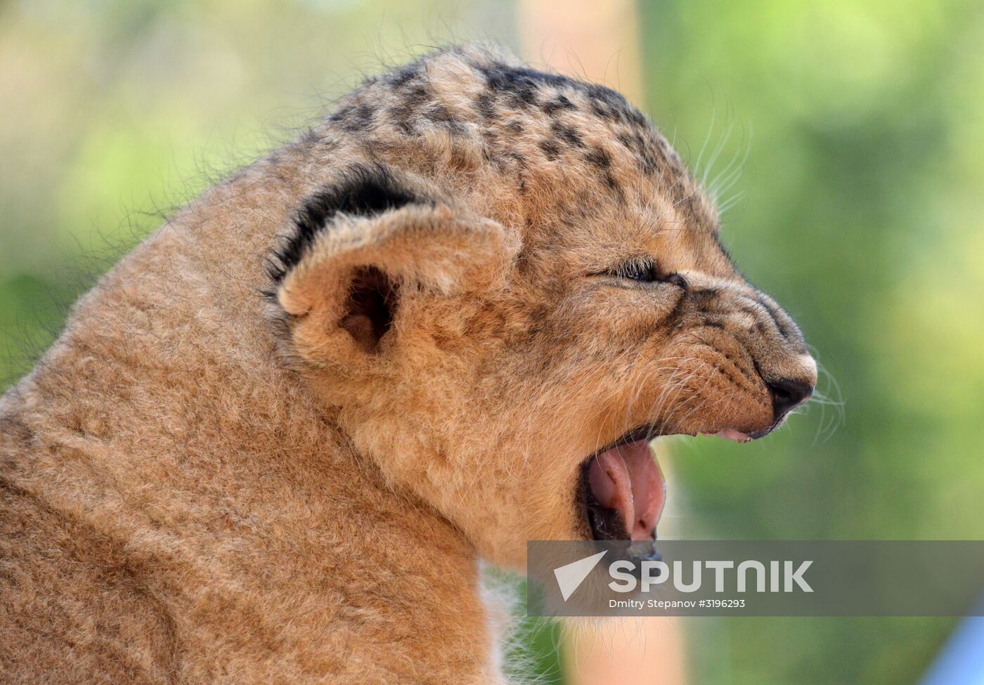 One of two newborn lion cubs shown at Stavropol Zoo