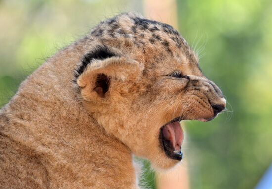 One of two newborn lion cubs shown at Stavropol Zoo