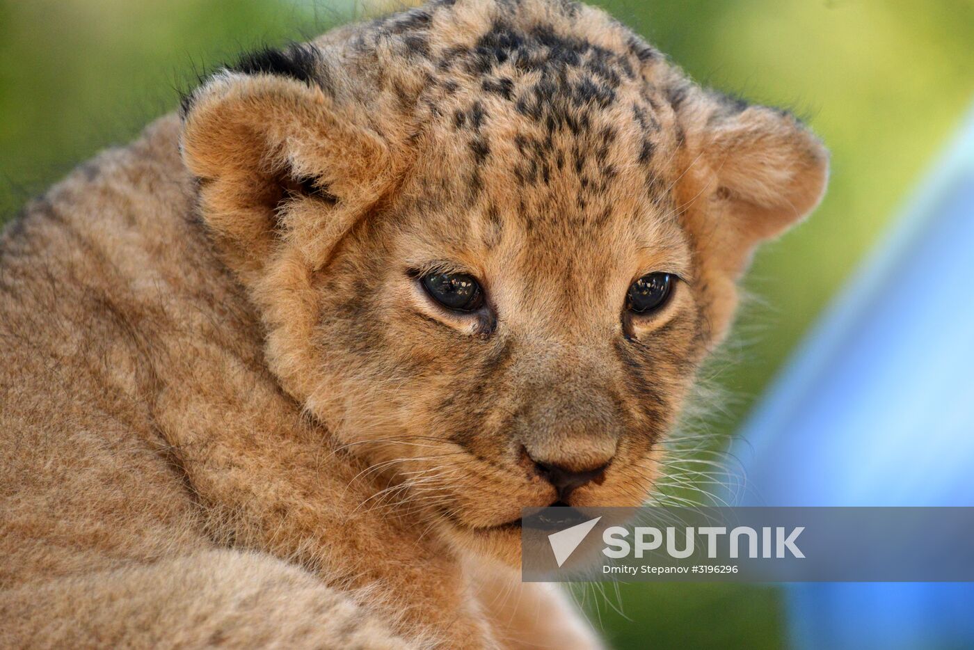One of two newborn lion cubs shown at Stavropol Zoo