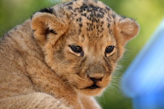 One of two newborn lion cubs shown at Stavropol Zoo