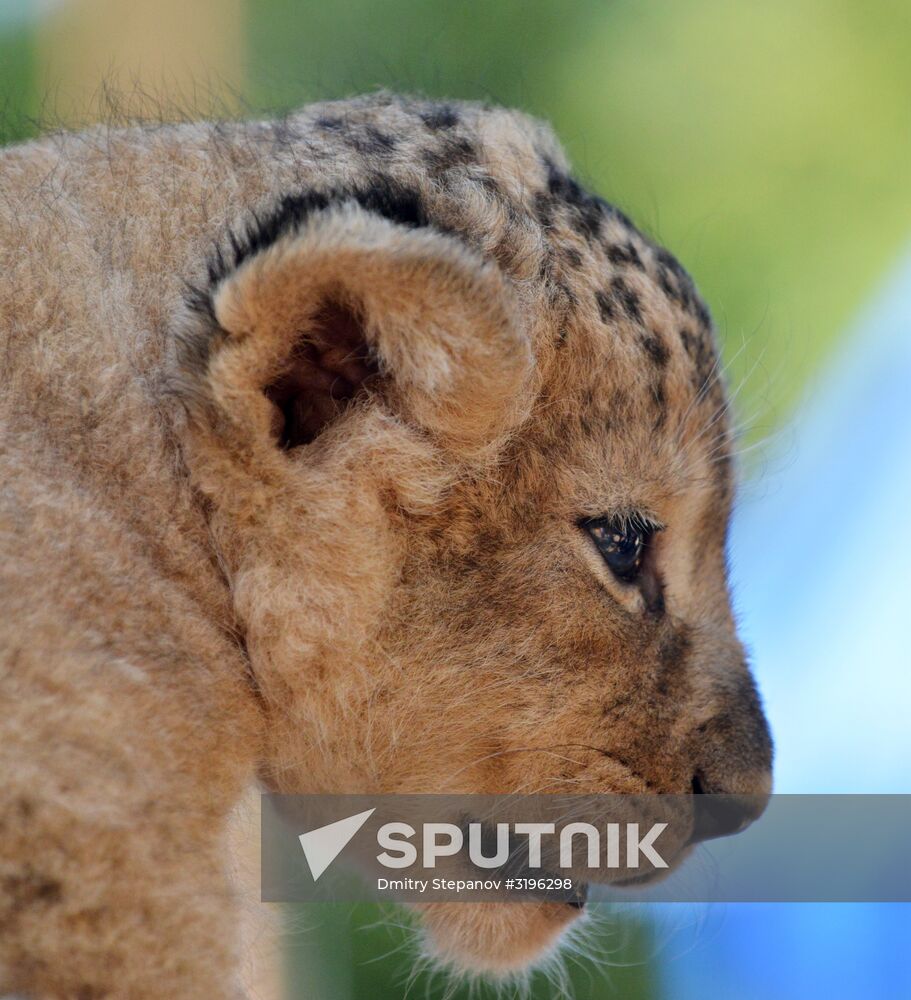 One of two newborn lion cubs shown at Stavropol Zoo