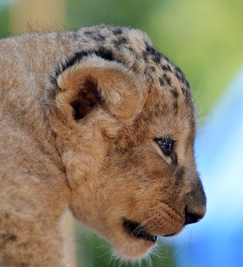 One of two newborn lion cubs shown at Stavropol Zoo